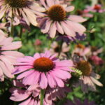 Echinacea Magnus